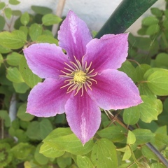 Clematis lanuginosa