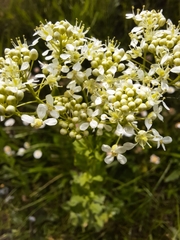 Lepidium draba