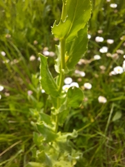 Lepidium draba