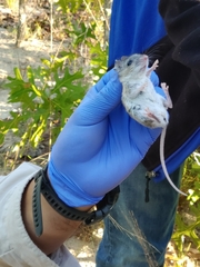 Podomys floridanus