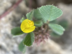 Medicago truncatula