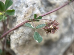 Medicago truncatula