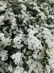 Spiraea cantoniensis