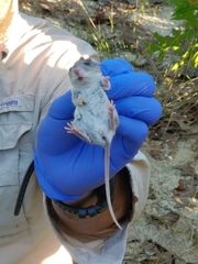 Podomys floridanus