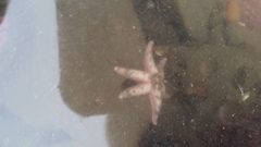 Leptasterias hexactis