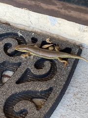 Plestiodon obsoletus