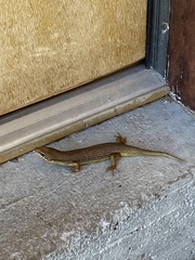 Plestiodon obsoletus