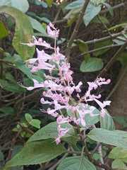 Plectranthus ecklonii