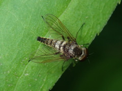 Chrysopilus pilosus