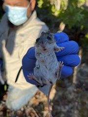 Podomys floridanus