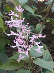 Plectranthus ecklonii