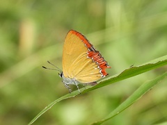 Heliophorus epicles