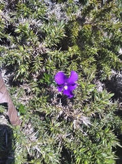 Viola bubanii