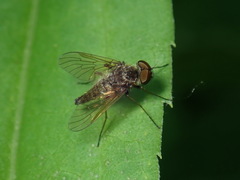 Chrysopilus pilosus