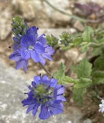 Veronica orsiniana
