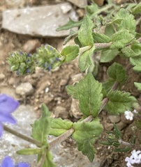 Veronica orsiniana