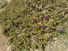 Viola bubanii