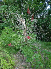 Erythrina × bidwillii