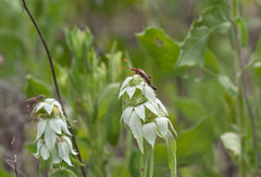 Strangalia virilis