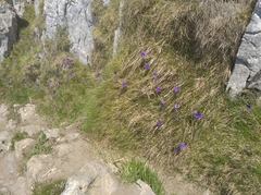 Viola bubanii