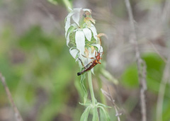 Strangalia virilis