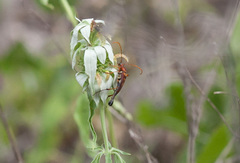 Strangalia virilis