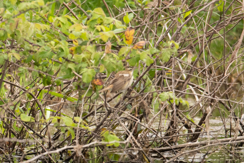Trsteniarik malý (Acrocephalus schoenobaenus)