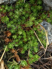 Alchemilla holosericea
