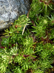 Alchemilla holosericea