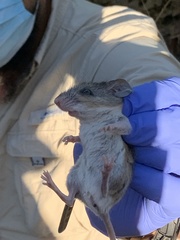 Podomys floridanus
