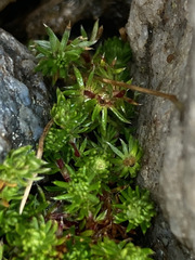 Alchemilla holosericea