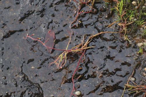 Drosera aquatica