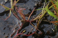 Drosera aquatica