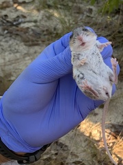 Podomys floridanus