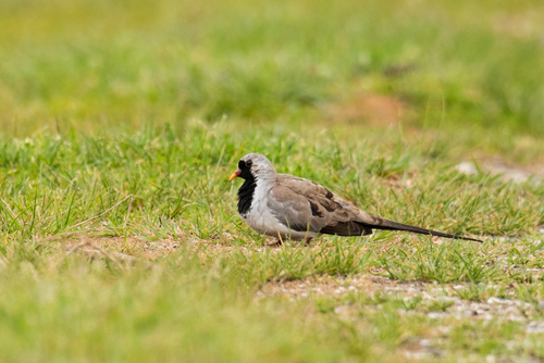 Tórtola rabilarga (Oena capensis)