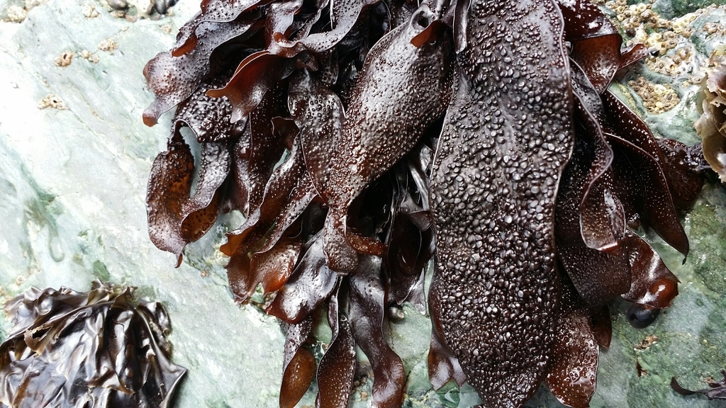 Gigartina franciscana
