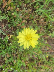 Pyrrhopappus grandiflorus