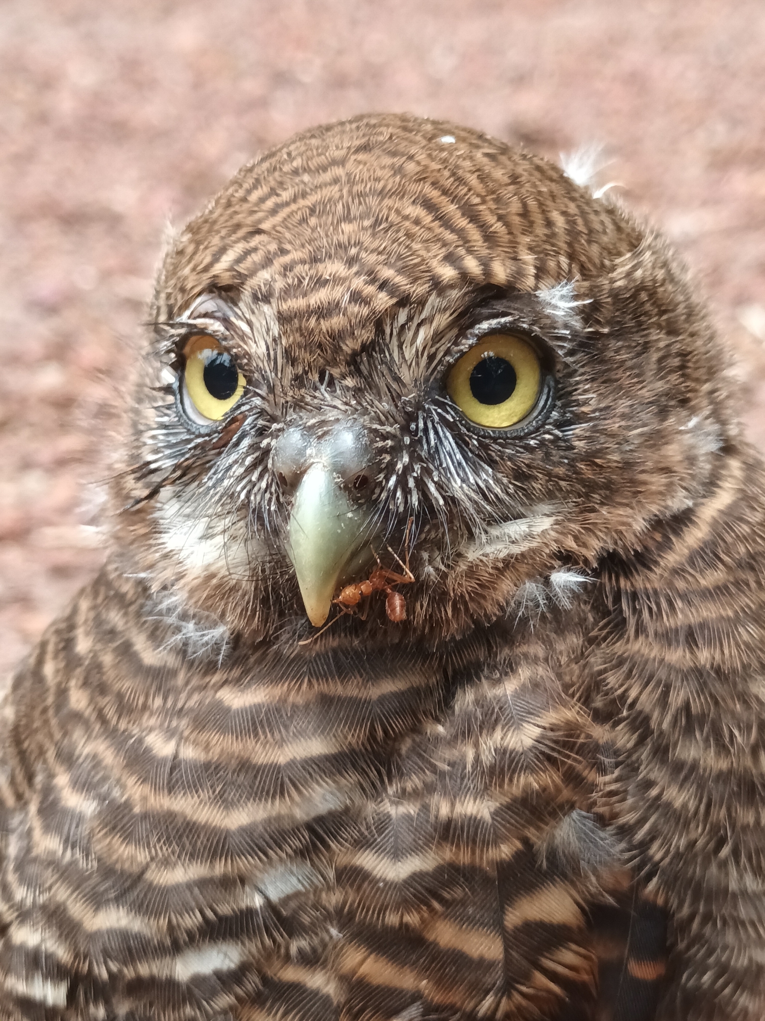 Jungle Owlet illustration