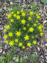 Euphorbia epithymoides