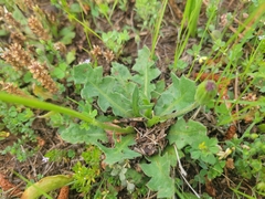 Pyrrhopappus grandiflorus