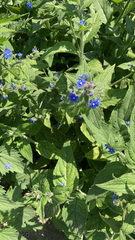 Pentaglottis sempervirens