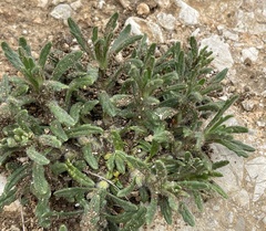 Silene sennenii