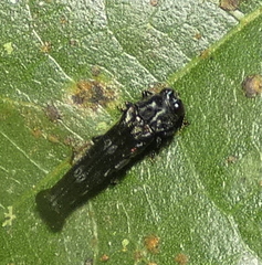 Agrilus pyrosurus