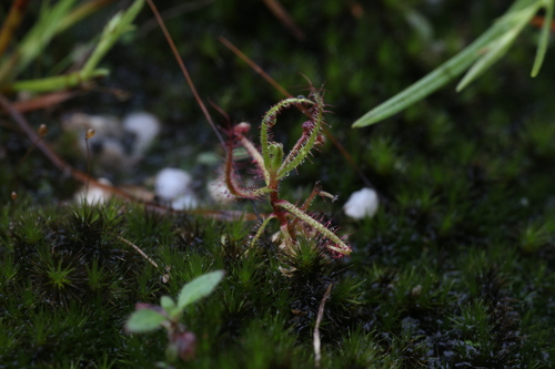 Drosera aquatica