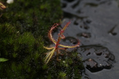 Drosera aquatica