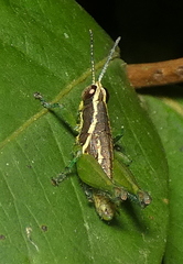 Roppacris longicerca