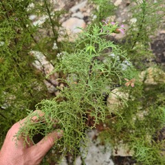 Pelargonium denticulatum