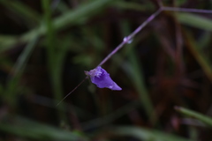 Utricularia caerulea