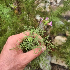 Pelargonium denticulatum