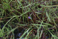 Utricularia caerulea
